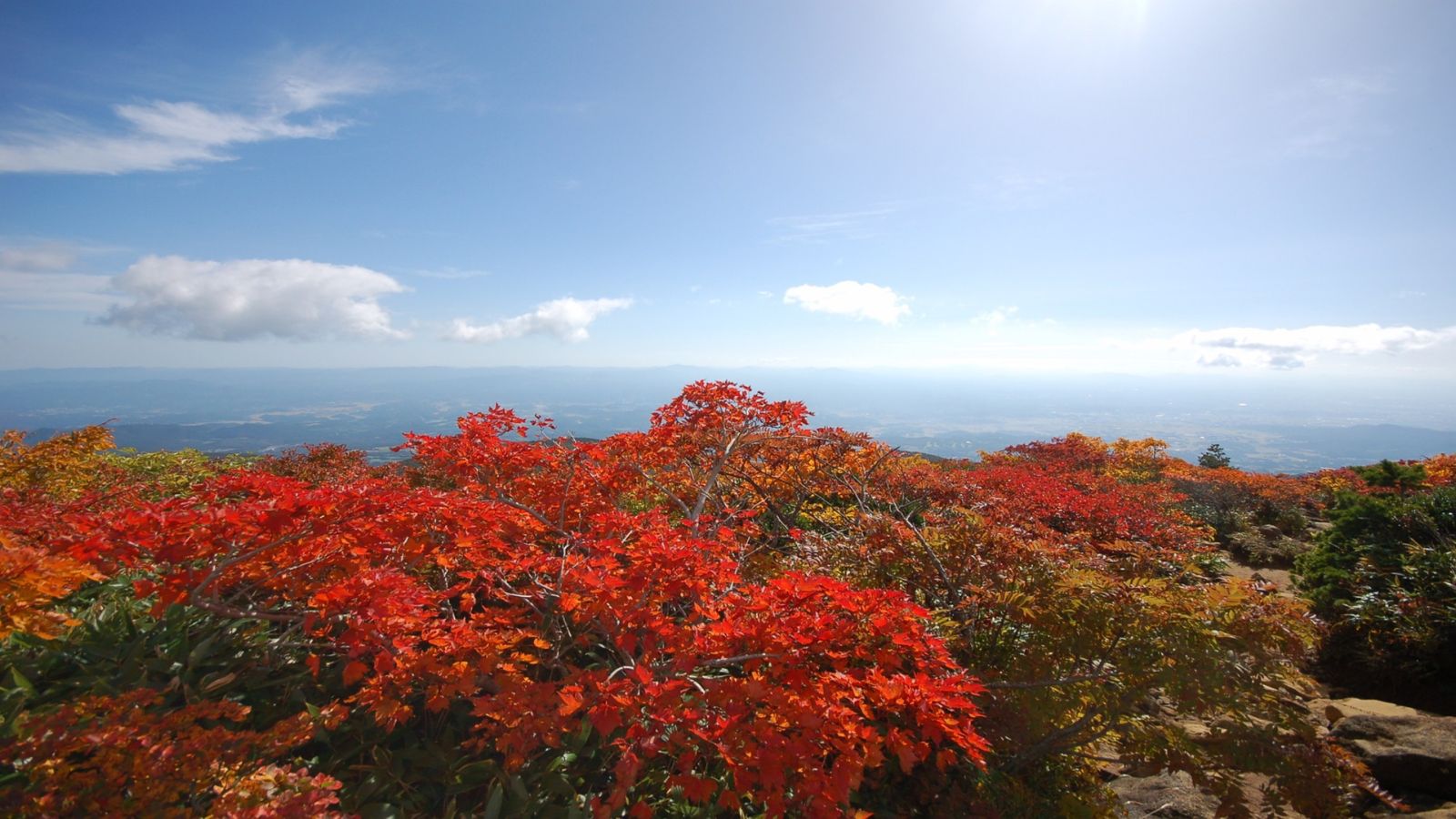あだたらの紅葉（見頃は10月初旬です）