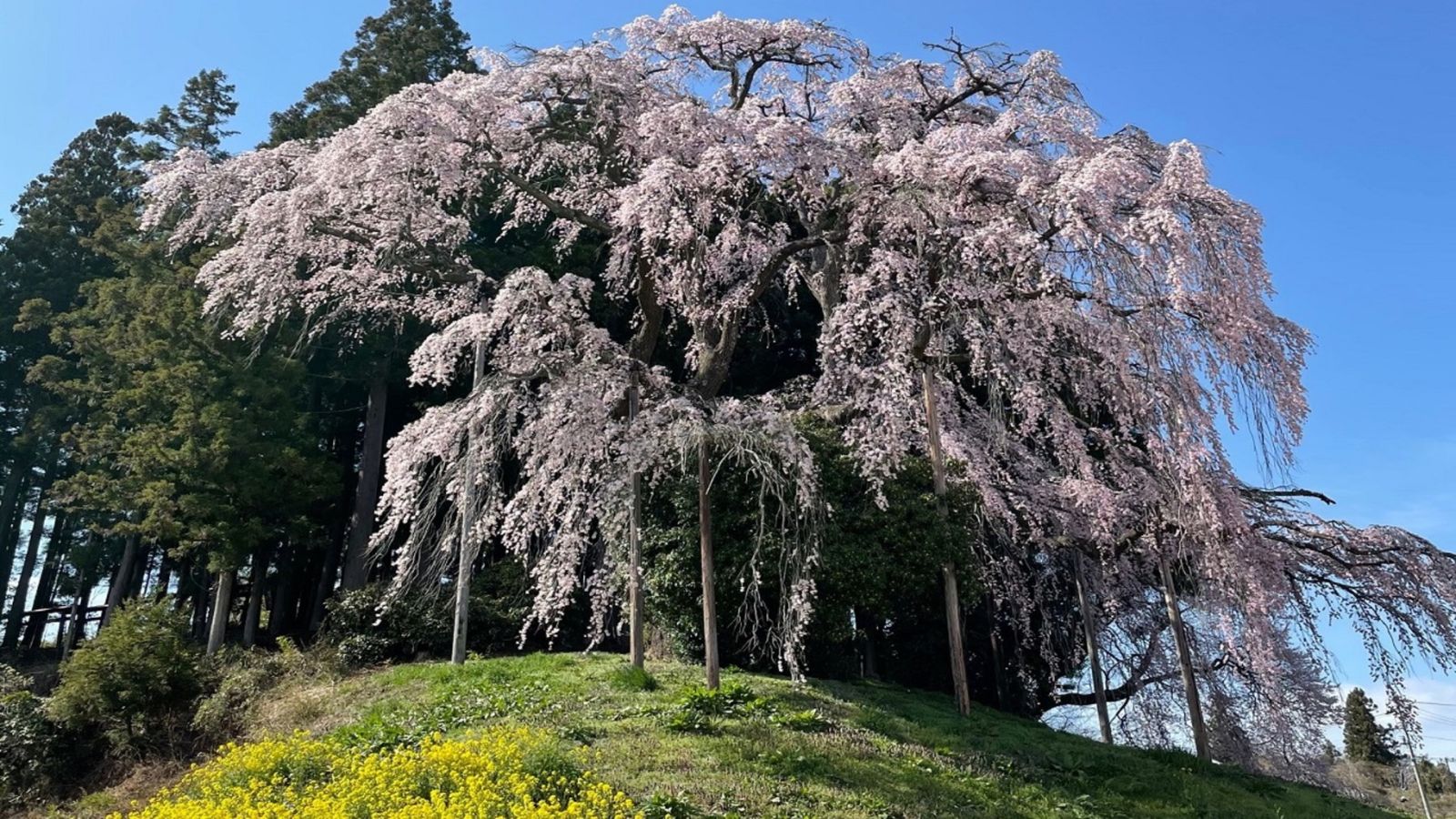 合戦場の枝垂れ桜