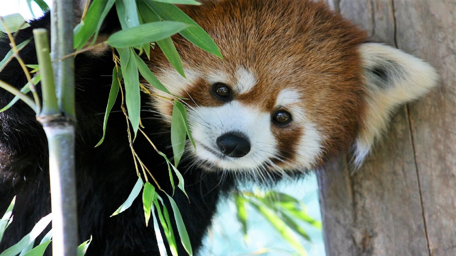 東北サファリパーク人気のレッサーパンダ