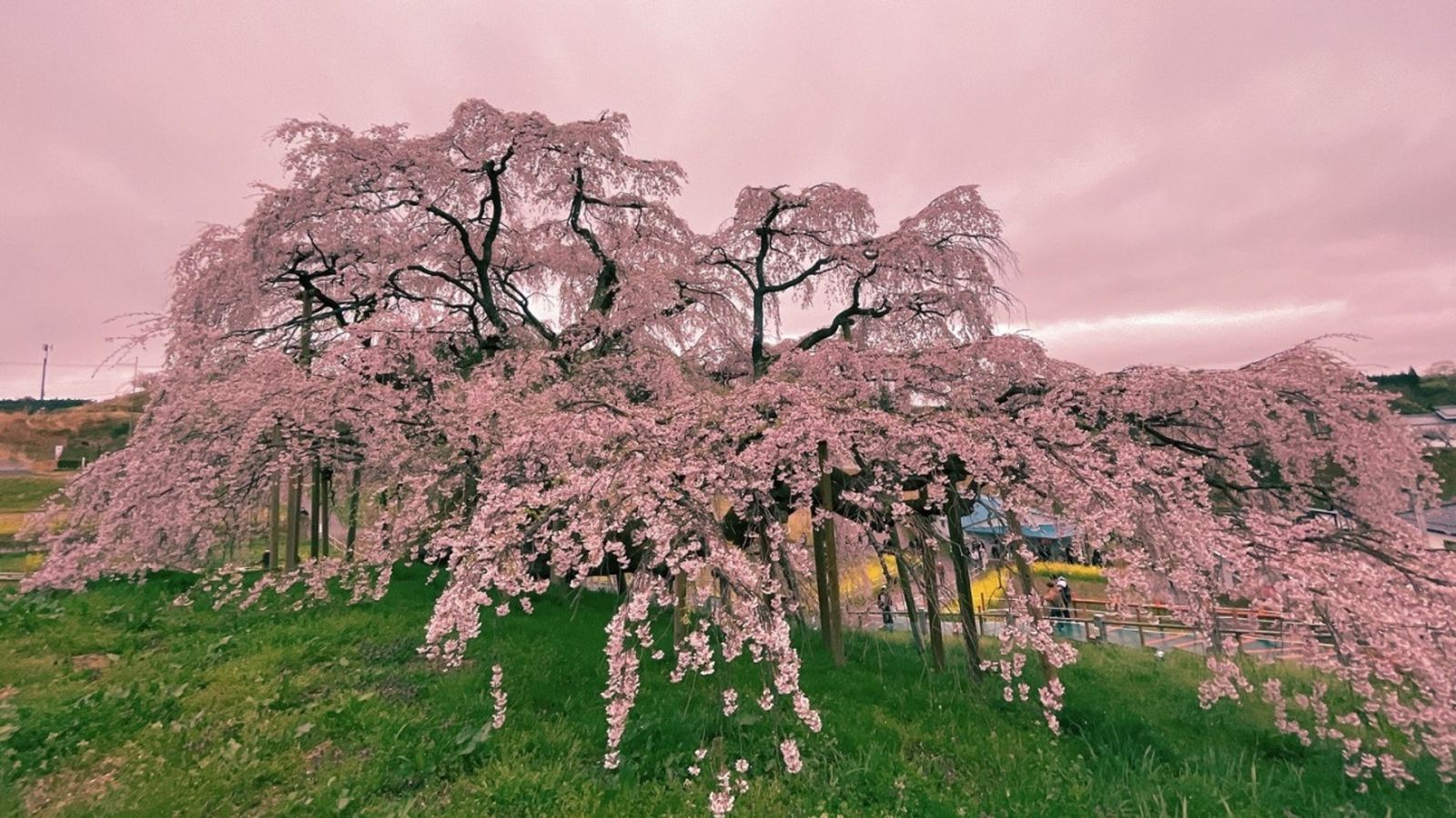 三春の滝桜。日本三大桜の一つに数えられる樹齢千年の巨木です