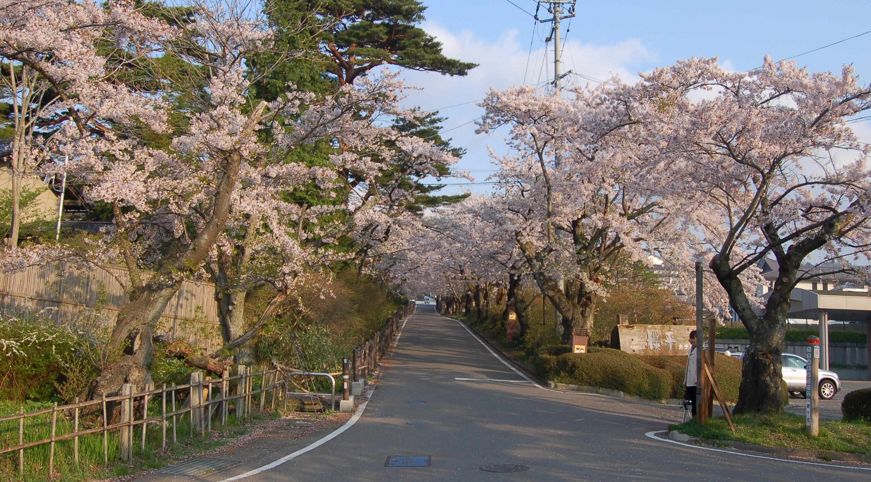 桜のシーズンは4月中旬です「岳温泉桜坂」