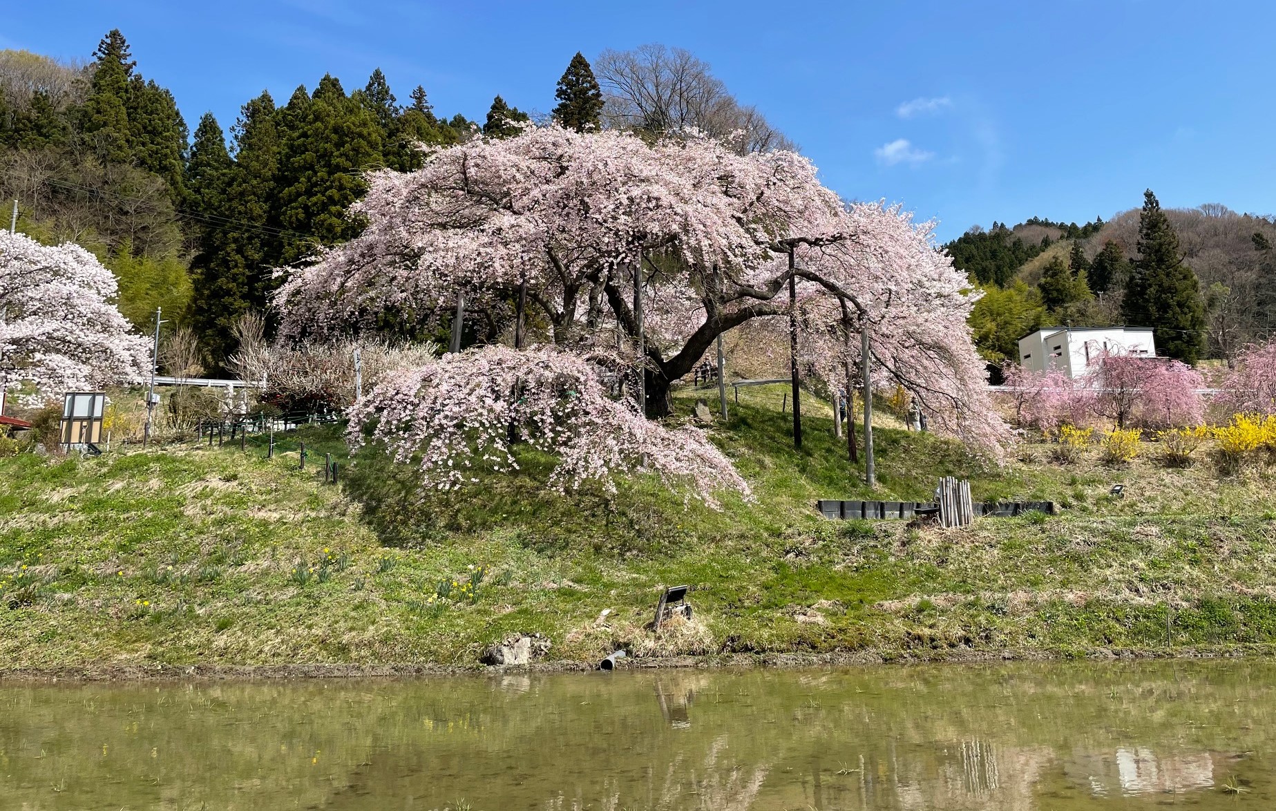 中島の「地蔵桜」