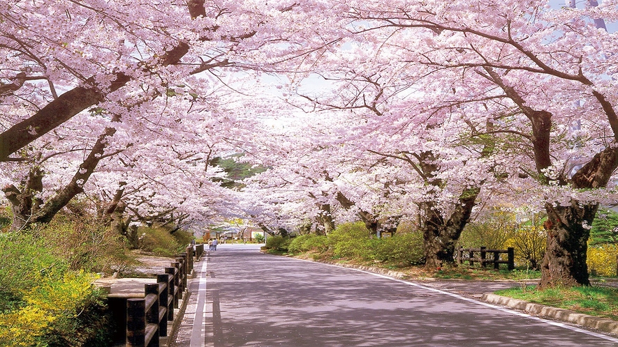 満開の「桜坂」