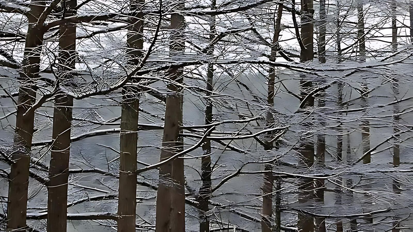 幻想的な雪景色