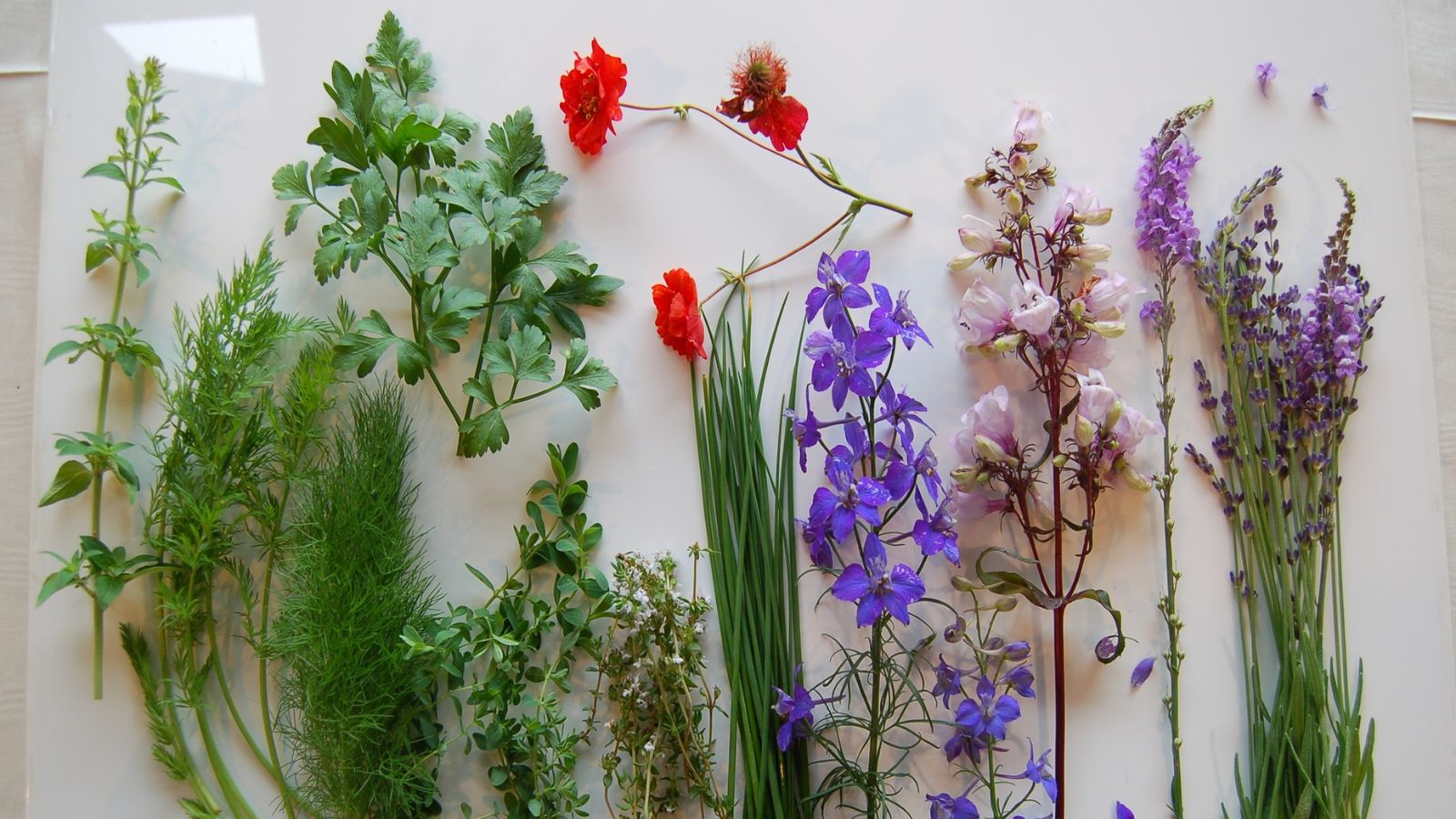 庭で採れたフレッシュハーブ