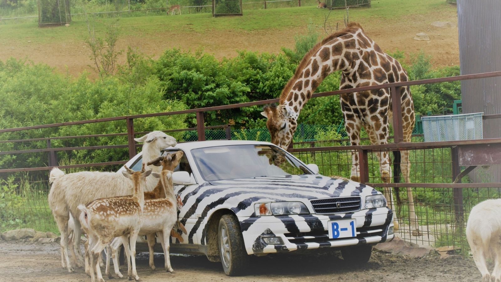 人気の「東北サファリパーク」放し飼いエリア