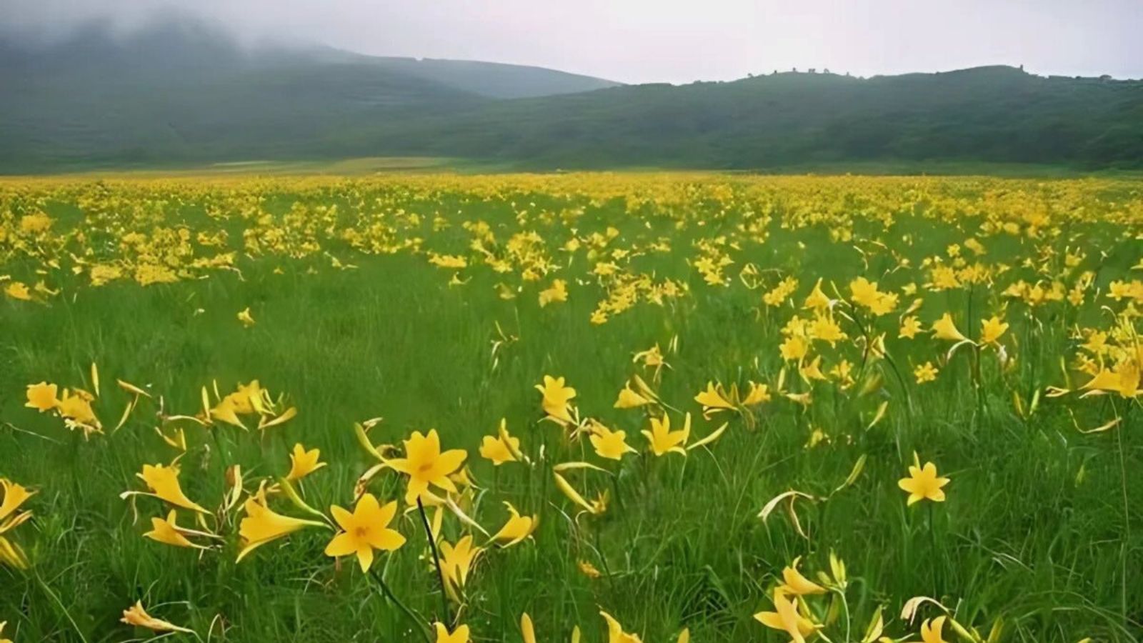 会津　雄国沼のニッコウキスゲ