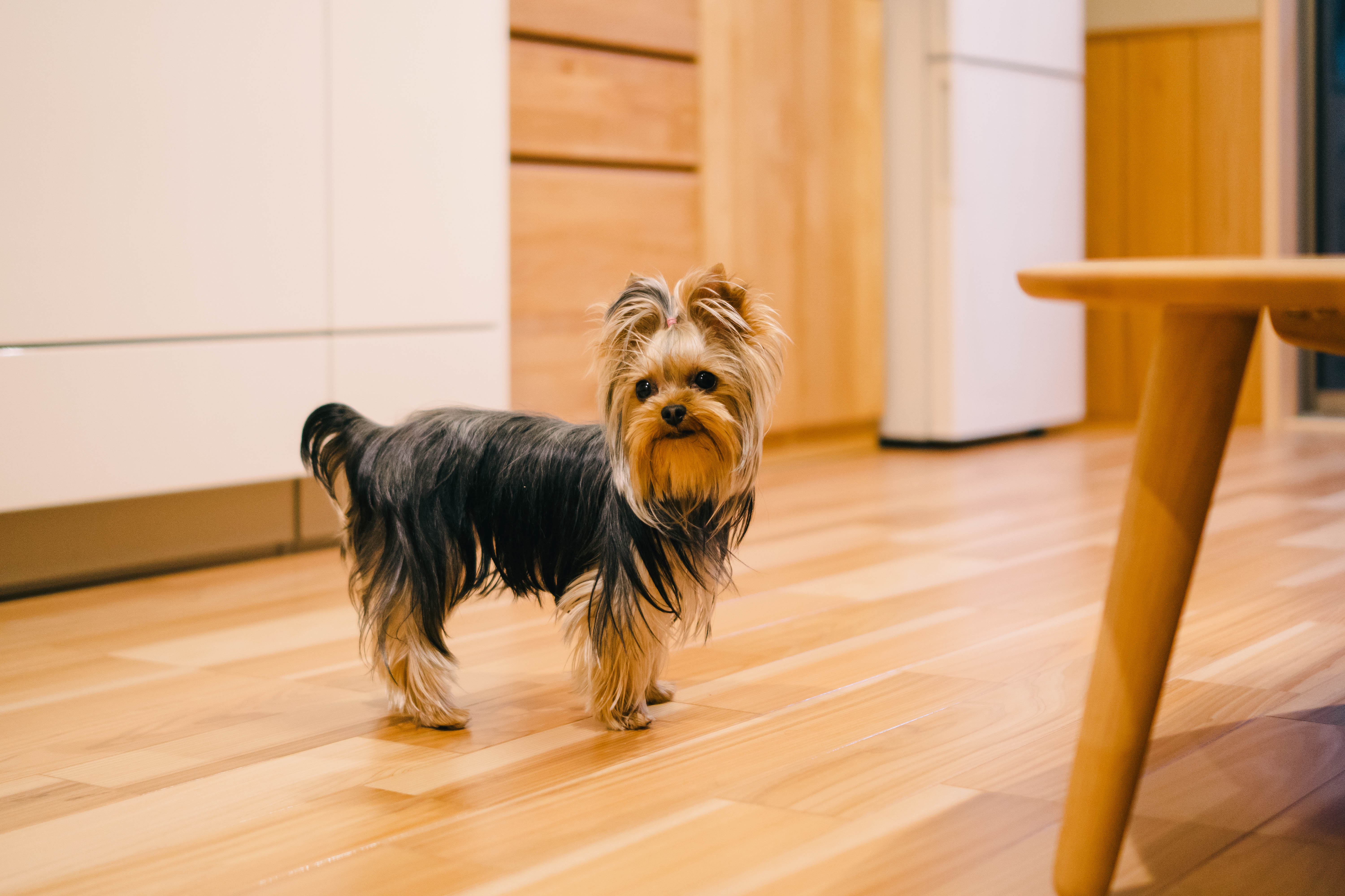 小型犬と中型犬同伴可