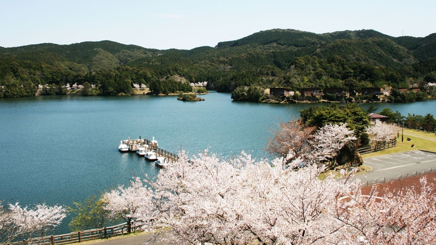 ・【伊佐ノ浦公園】春には1,500本の桜が谷を埋め尽くし、一帯を桜色に染める桜の里