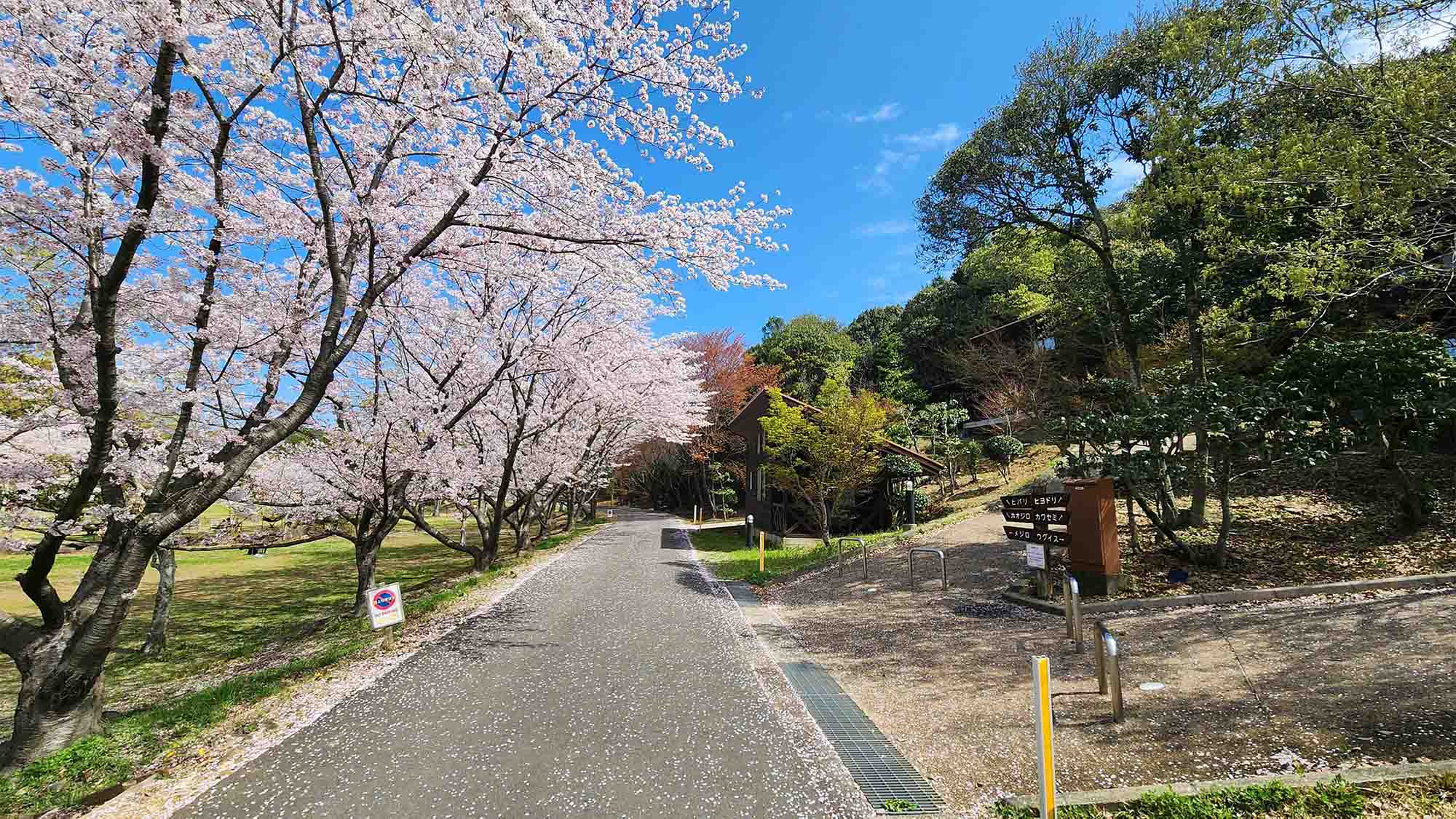 ・【バンガロー/春】桜の下でピクニックはいかがですか？　ゆったりとした時間に心もゆるみます