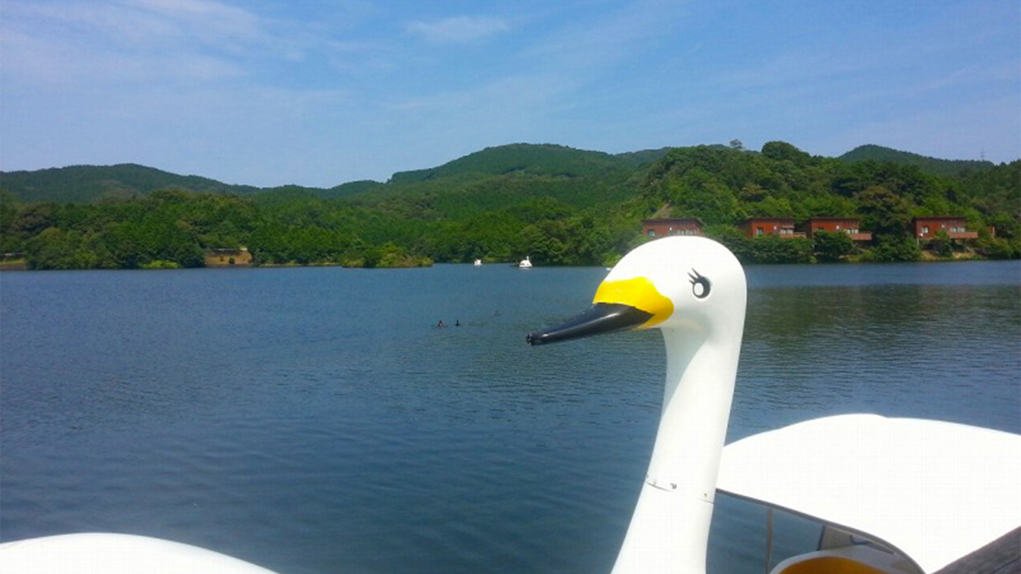 ・【伊佐ノ浦公園】湖面をスイスイ貸しボート体験　水上散歩で水鳥たちとご挨拶♪