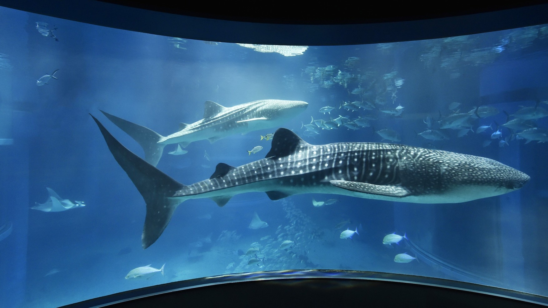 【モントレ＆海遊館】★「世界最大級の水族館」海遊館入館券付き＜朝食付き＞