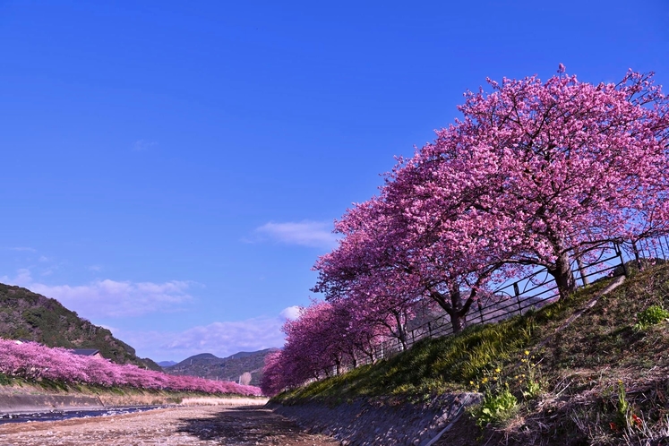 伊豆の早春を彩る河津桜まつり