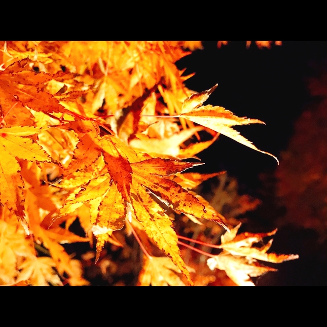 【飲物付プラン】期間限定◆夕焼けの渚紅葉祭り◆会場入り口まで徒歩５分「有料の竹あかりエリア無料に◎」