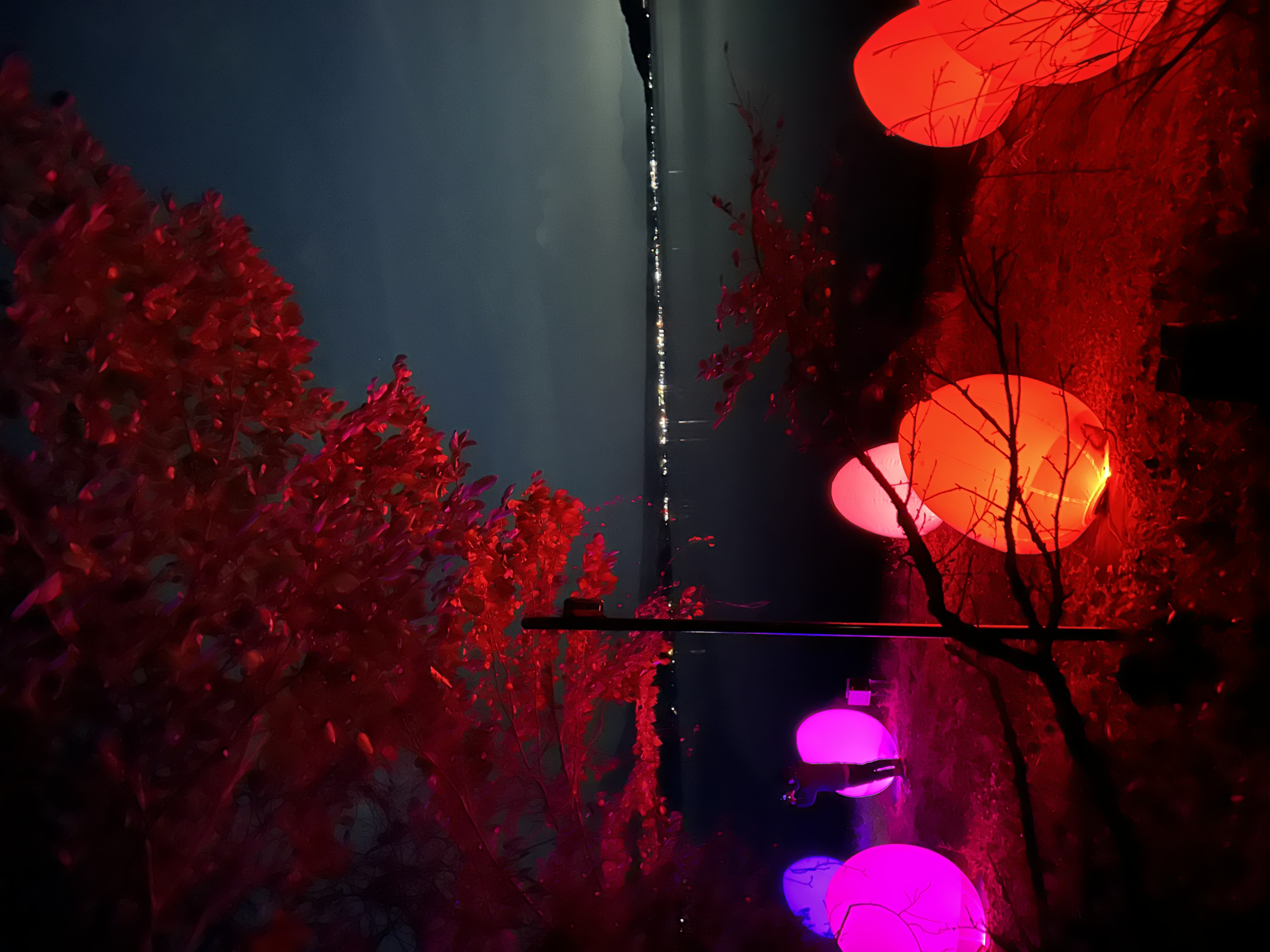 2023　紅葉祭り　チームラボ