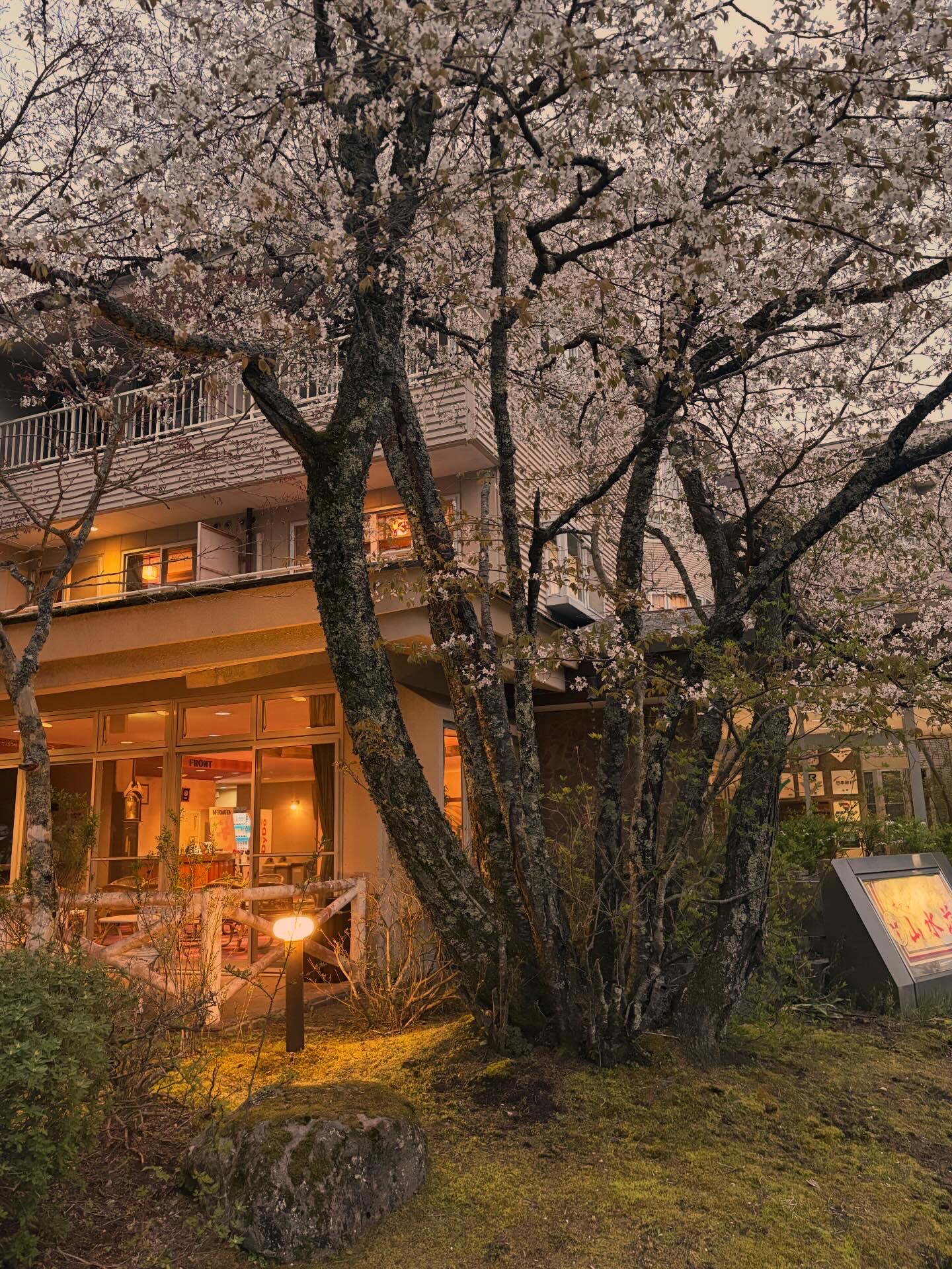 玄関の大きな山桜
