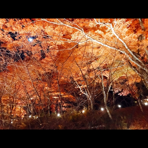 ◇紅葉まつり◇ライトアップされた紅葉を眺めながら、お散歩などいかがでしょうか
