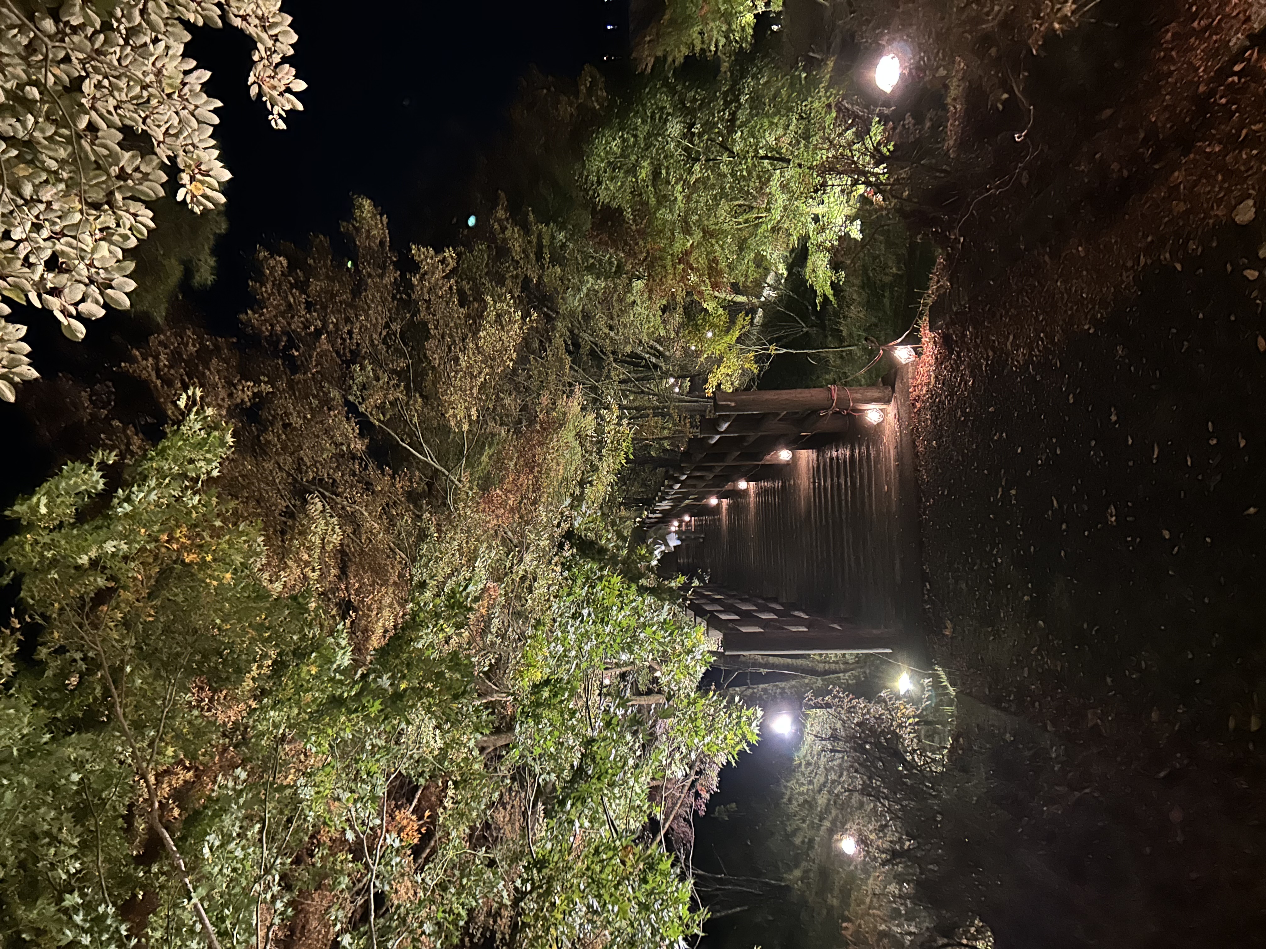 夕焼けの渚紅葉祭り　ライトアップ