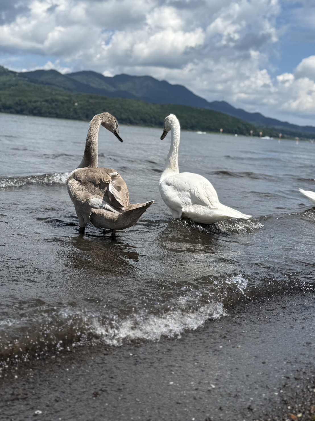 湖畔まで徒歩５分　白鳥もいます
