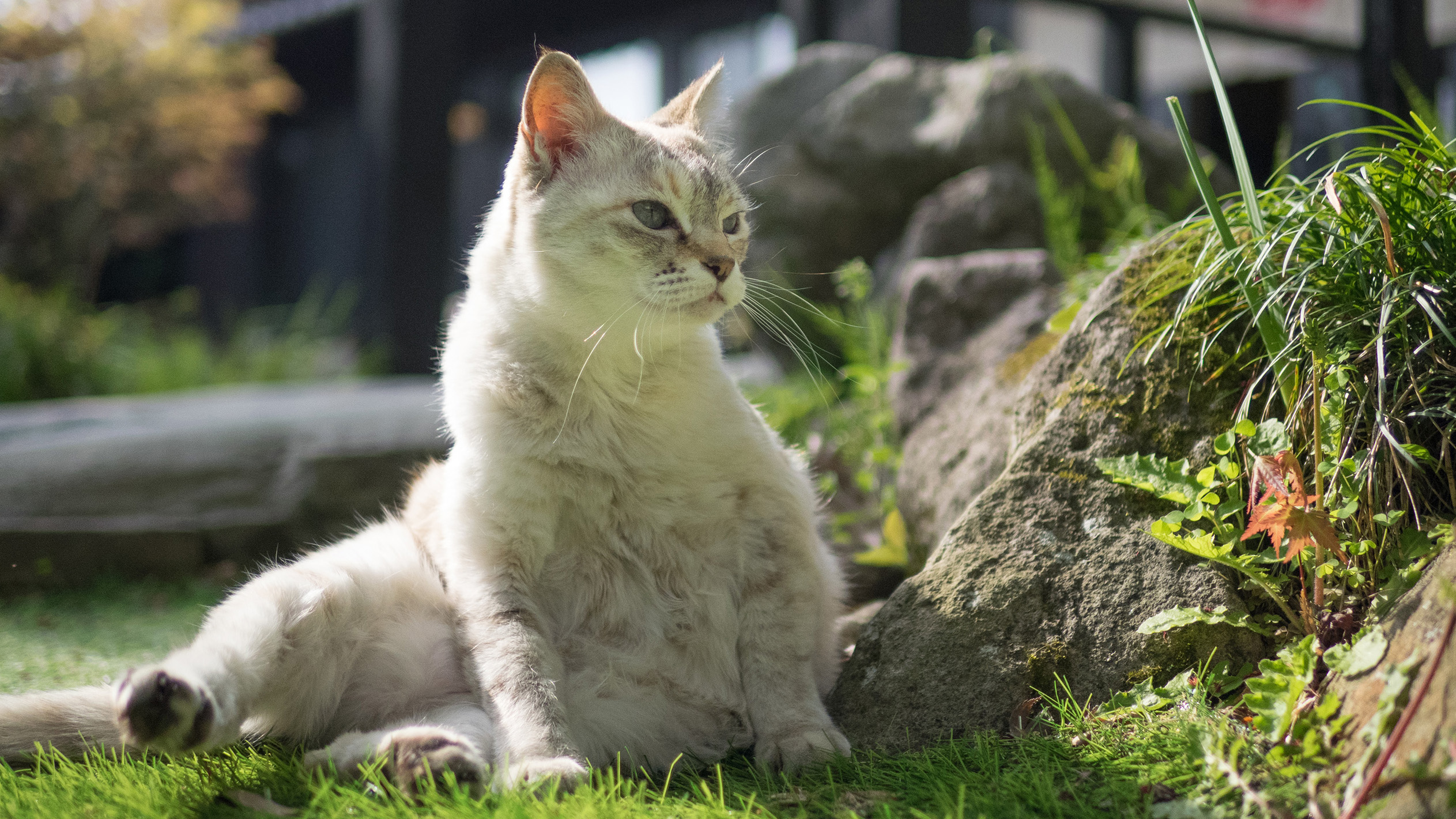 【その他】当館の猫ちゃん「たま」