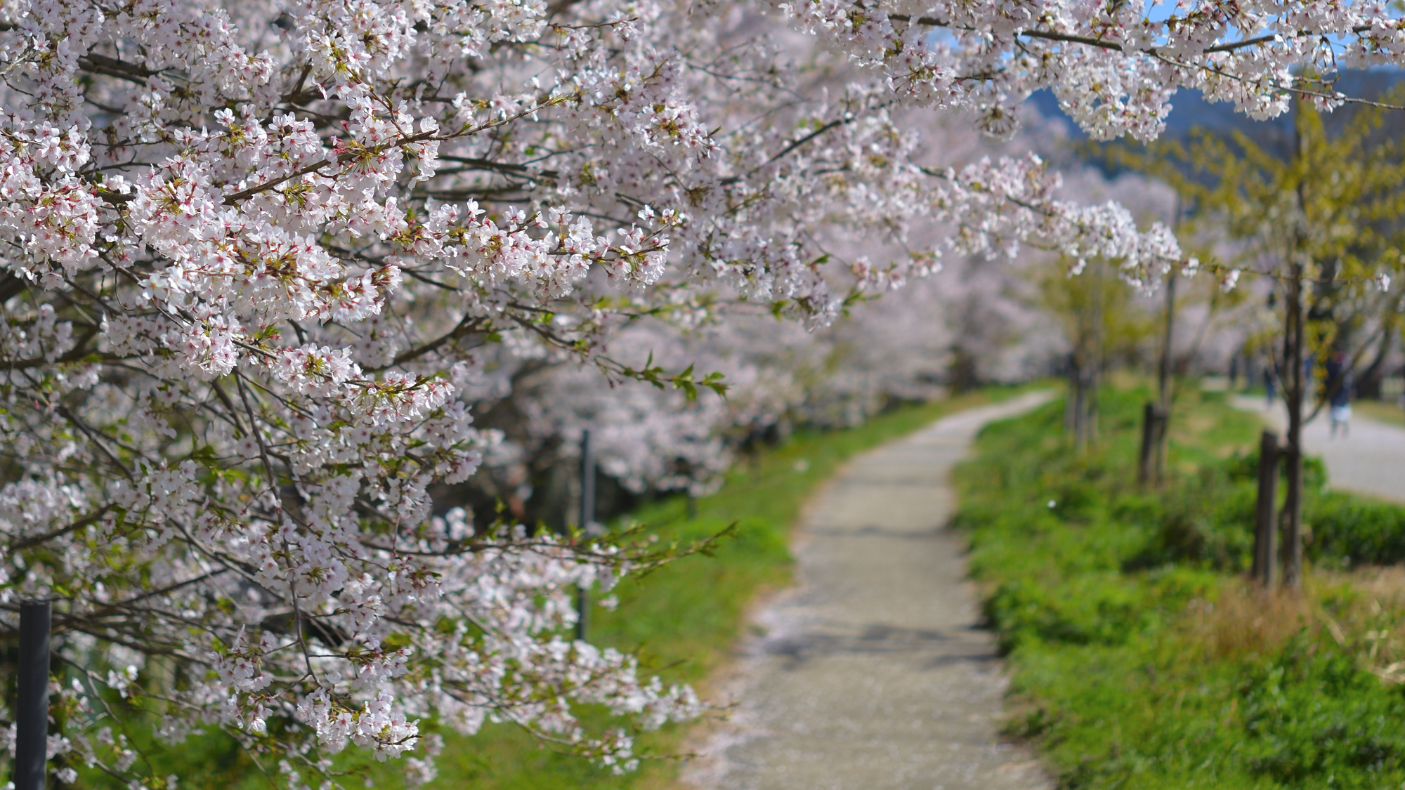 宮川堤（伊勢市駅より三重交通バスで約7分。「度会橋」下車後すぐ）