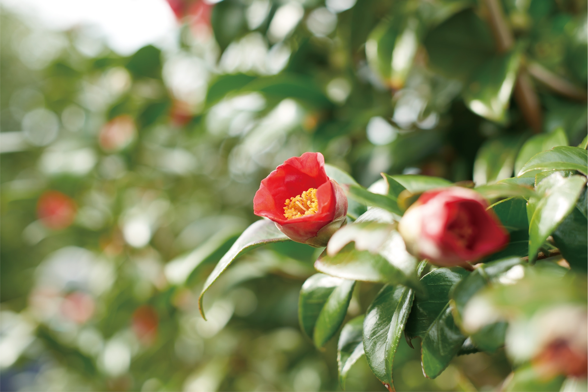 【長崎県しま旅下五島×その他体験】五島の椿トラベルキット付きプラン ＜朝食付き＞