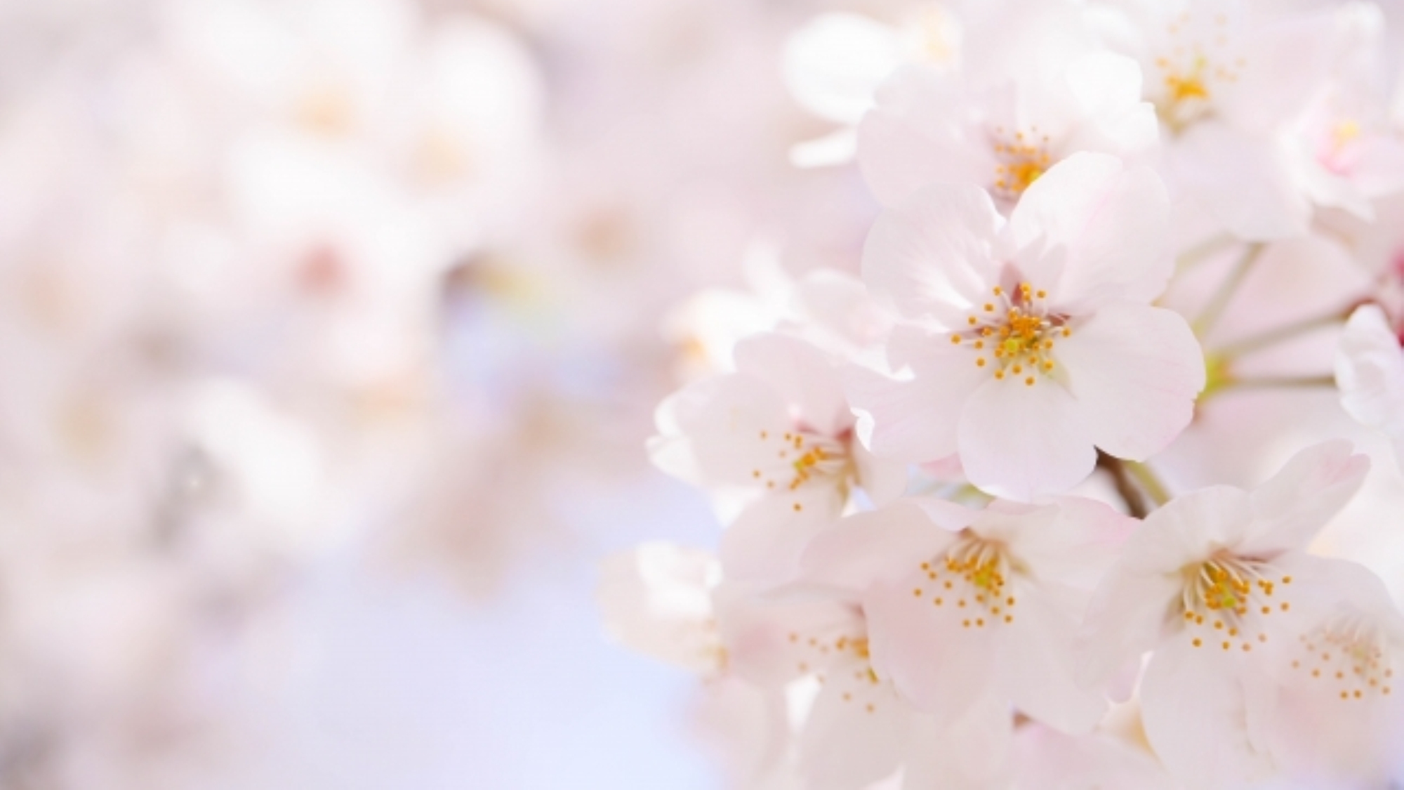 【早期予約120】朝食付☆春爛漫！4〜5月の新年度を先取り〜超早期春風プラン