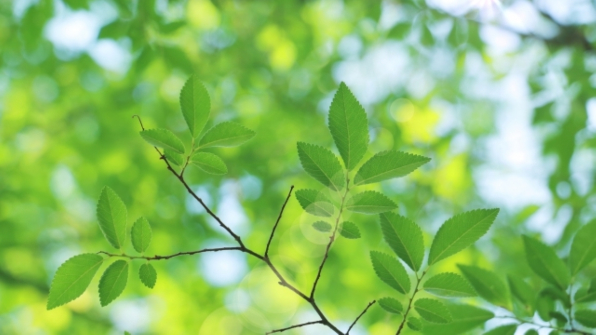 【早期予約120】朝食付☆賢くお得に旅しよう！初夏の爽やかな苫小牧を満喫プラン