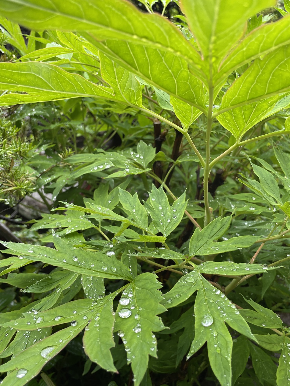 【６月限定】雨に潤う庭園と岩風呂｜静寂贅沢ステイ｜雨の日特典付き特別プラン