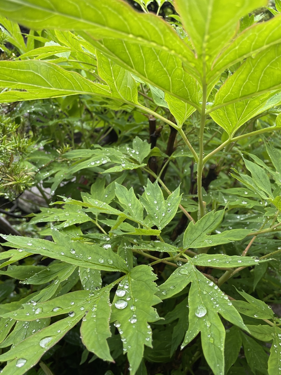 【６月限定】雨に潤う庭園と岩風呂｜静寂贅沢ステイ｜雨の日特典付き特別プラン