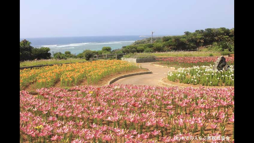 【周辺観光】「笠石海浜公園」　亜熱帯の花々を鑑賞できます