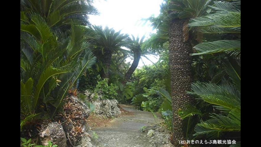 【周辺観光】「ソテツジャングル」　自生したソテツのジャングルに遊歩道があります