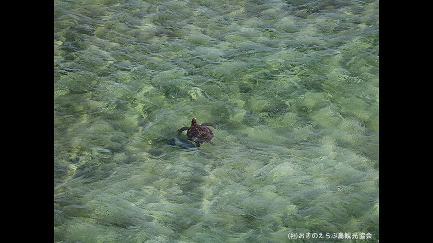 【周辺観光】「ウミガメビューポイント」　運が良ければウミガメを観察できます