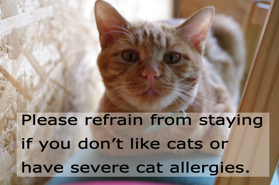 【ドミトリールーム1ヶ月〜貸切プラン】男女混合ドミB（4人部屋）