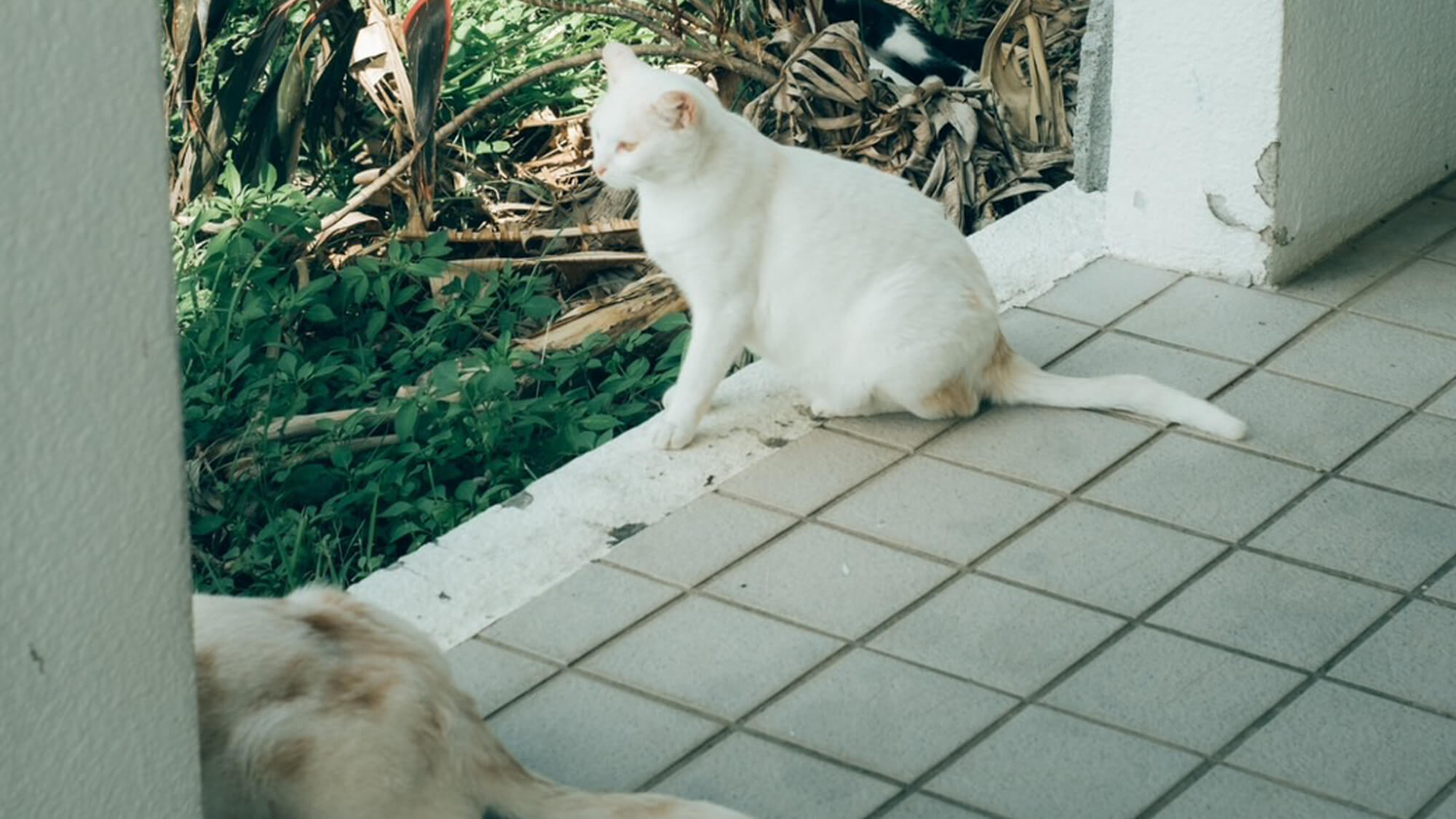 ホテルの看板猫ちゃんたち