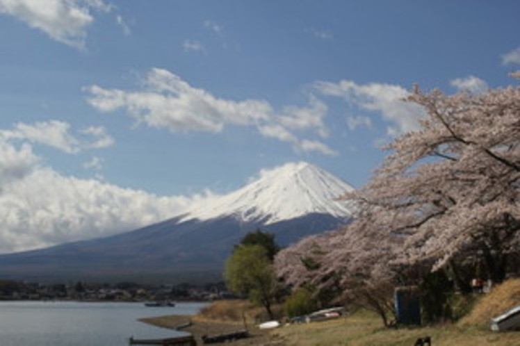 富士に桜（河口湖）4月上中旬