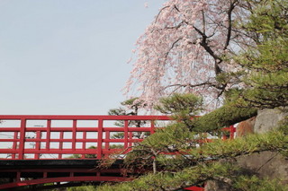 しだれ桜の頃（4月上中旬）