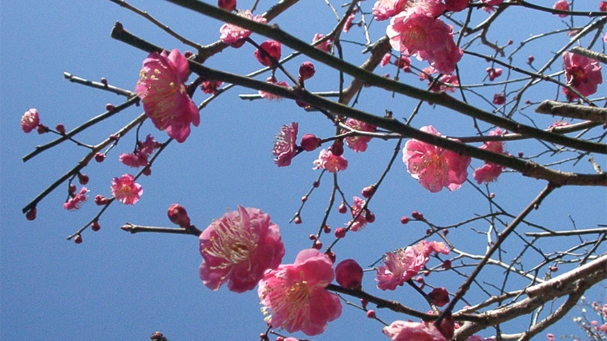 *熱海梅園の梅は日本一の早咲き！11月下旬には開花します、凄いですよね。