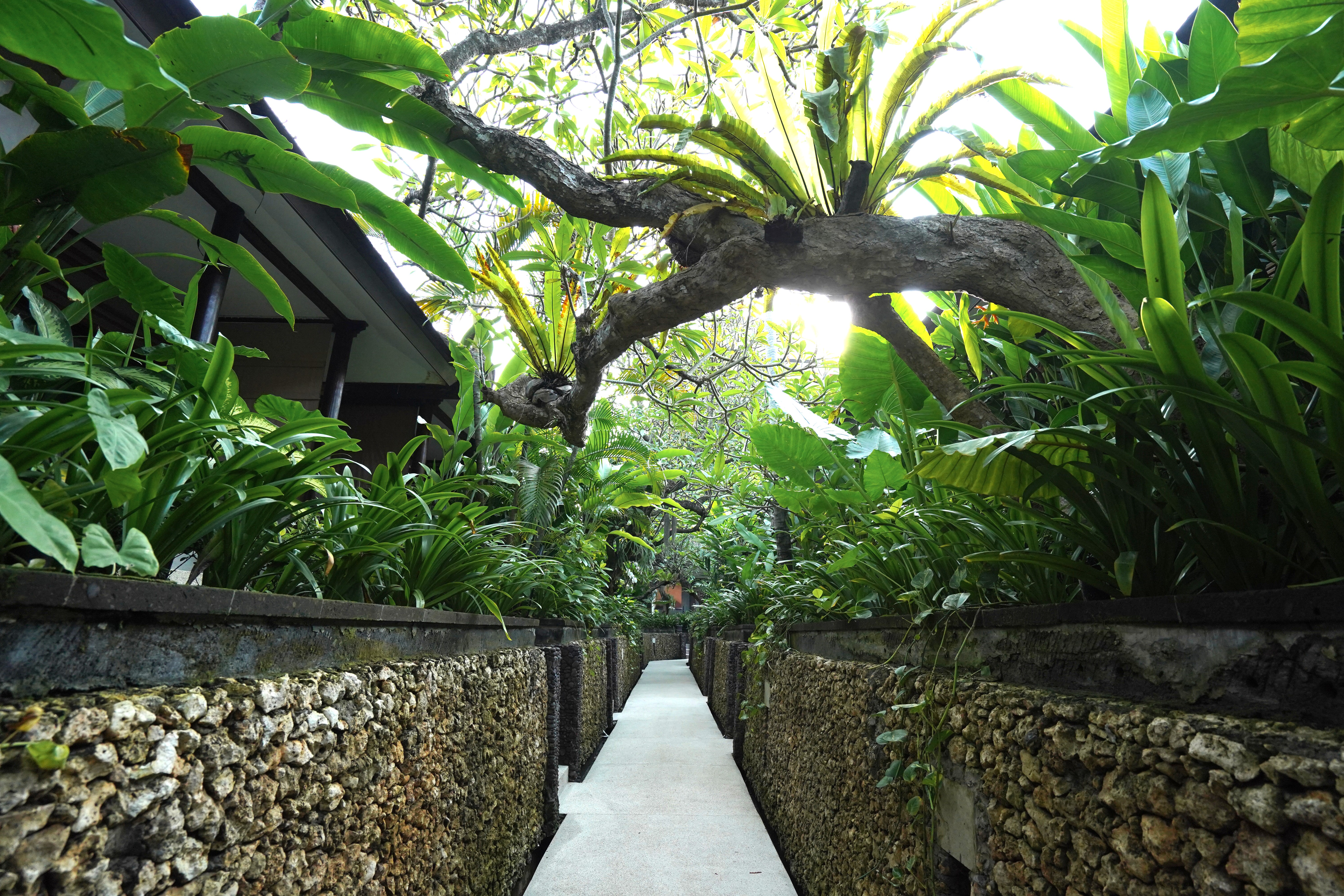 トロピカルガーデン