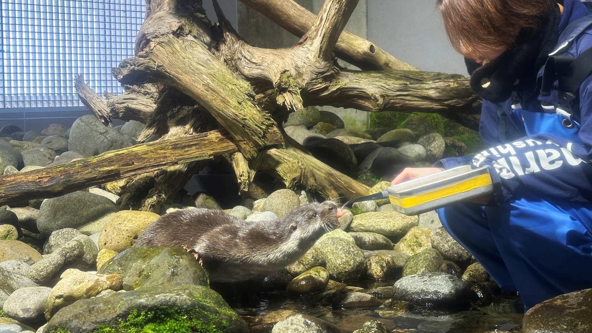湖川の淡水生物を知る【いなわしろカワセミ水族館】入館券付き！夕朝食付ファミリープラン