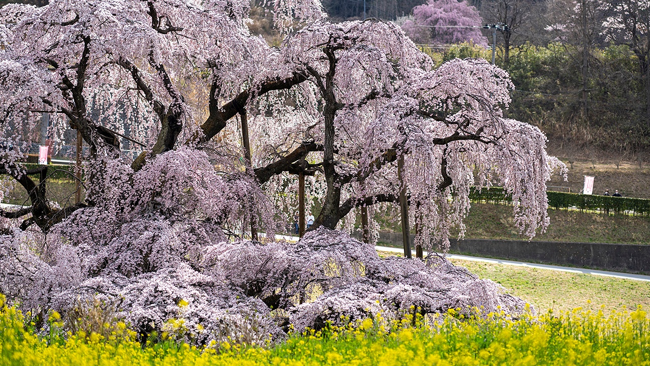 三春滝桜