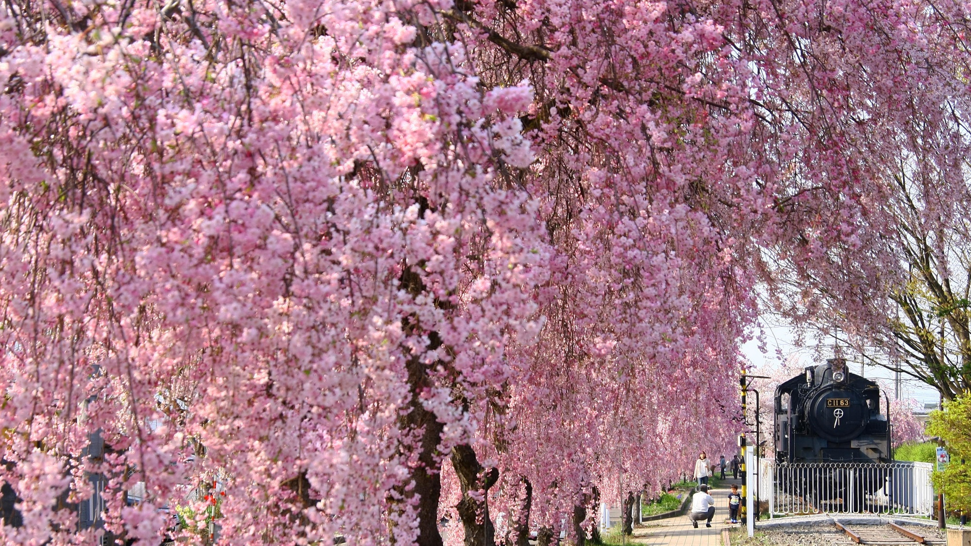 日中線の桜並木