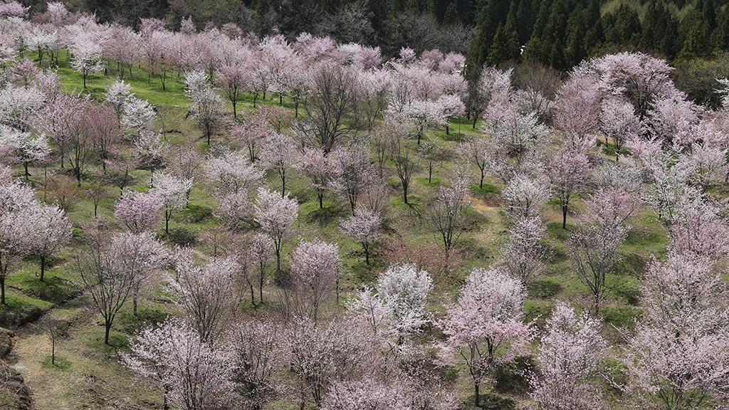 裏磐梯　桜峠
