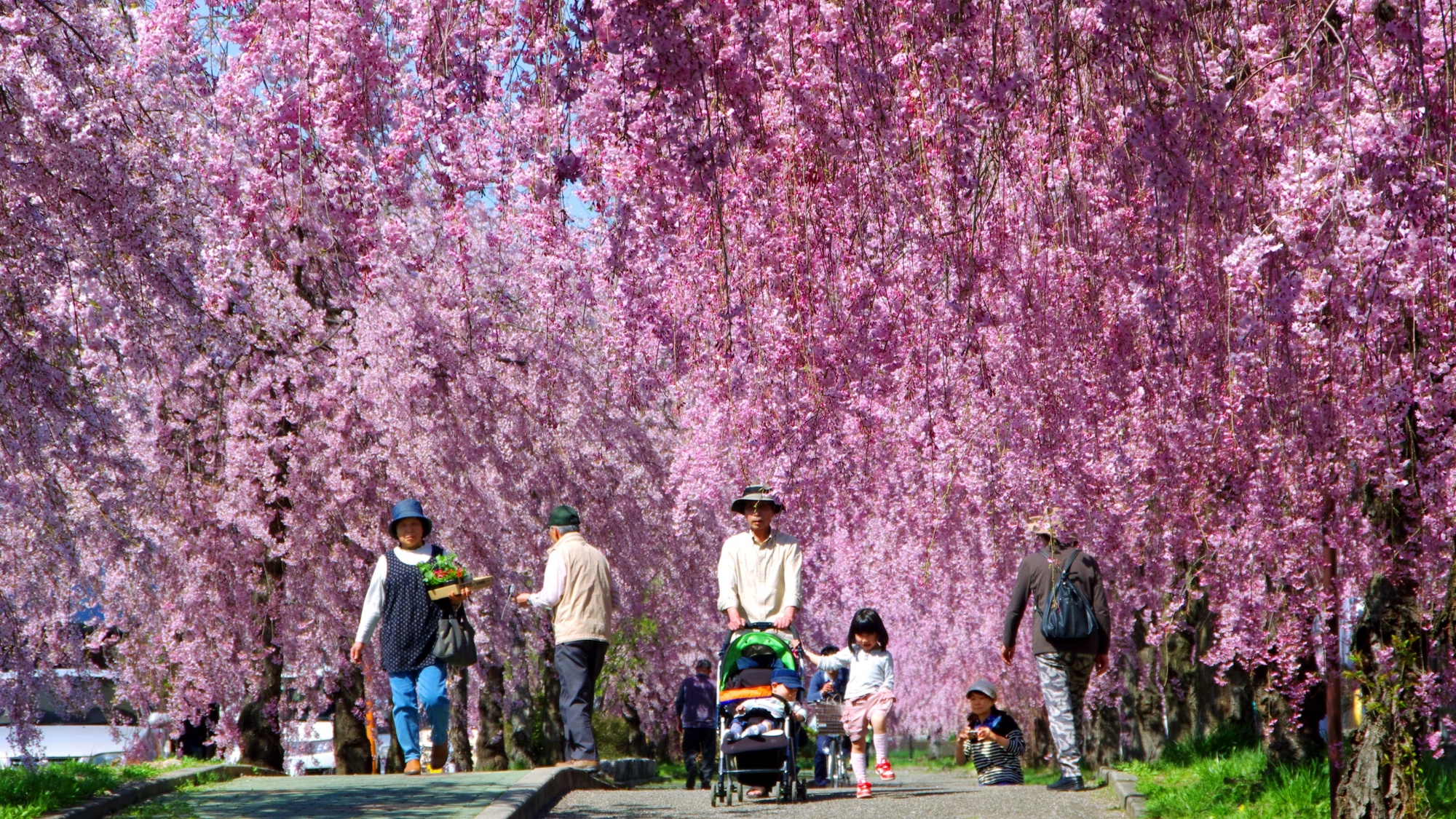 日中線の桜並木