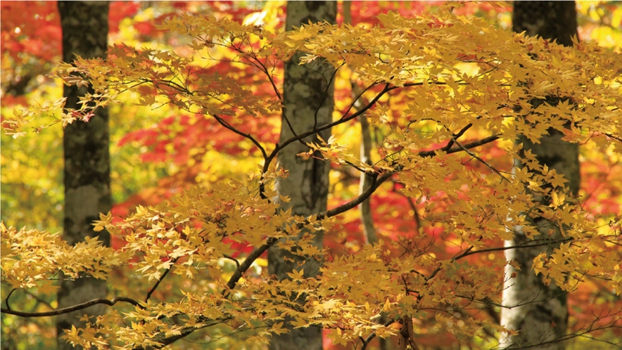 ゴールドライン紅葉イメージ