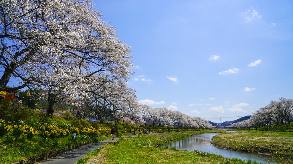 観音川桜並木