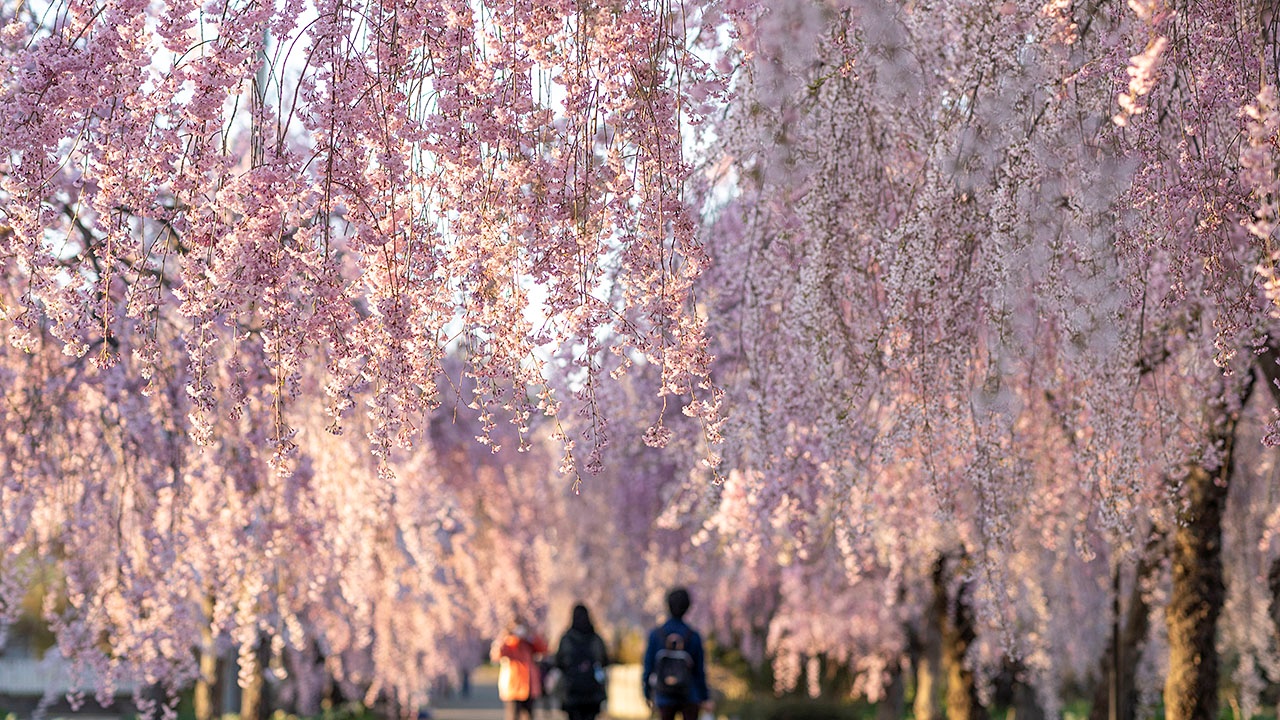 日中線の桜並木