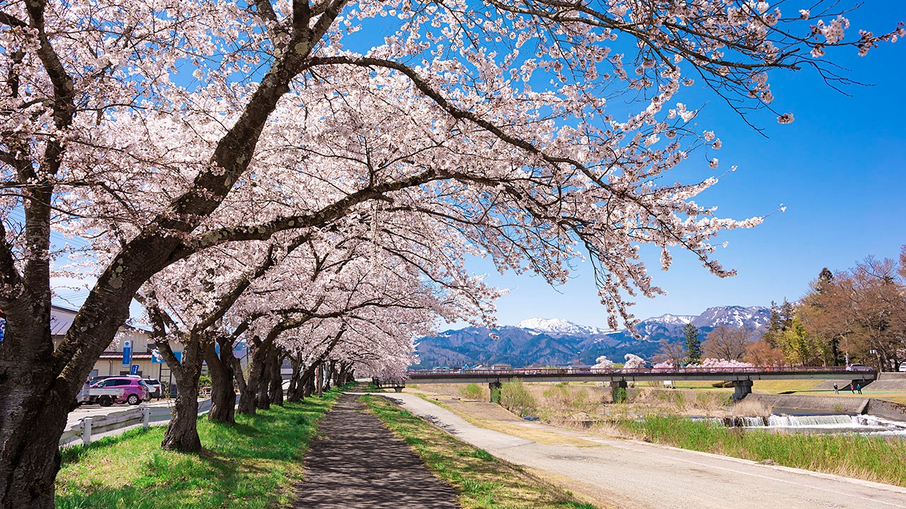 観音川桜並木