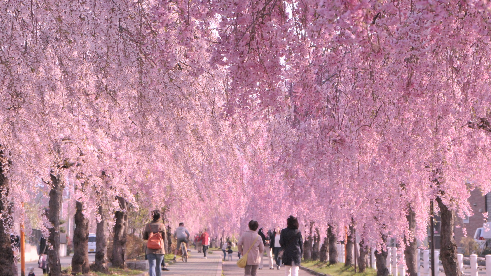 日中線の桜並木