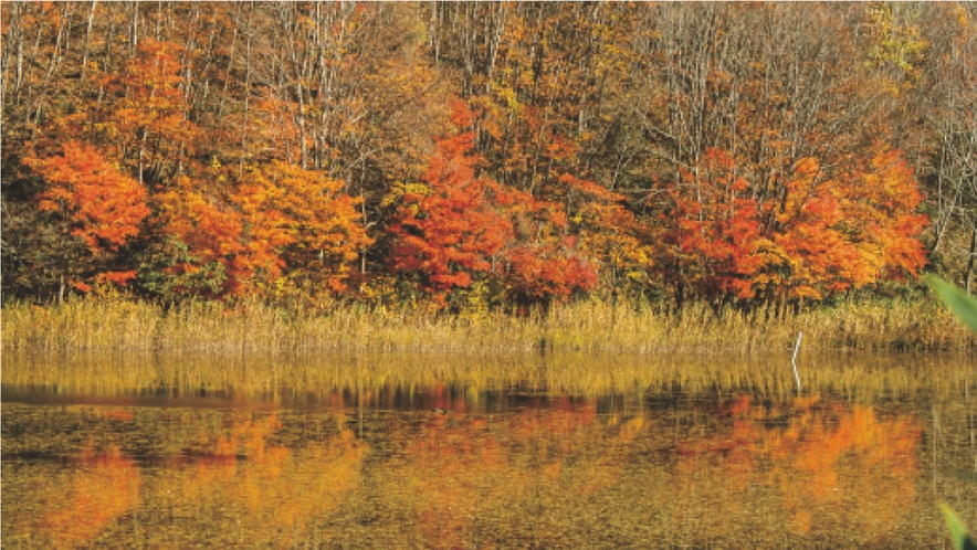 大沢沼紅葉イメージ